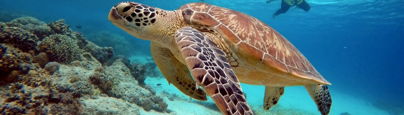 turtle_gilit
