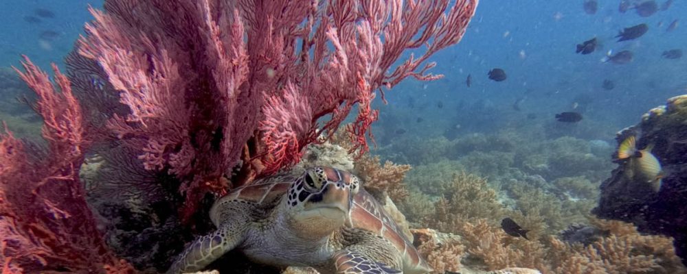 turtle_secret_gili_1200x700